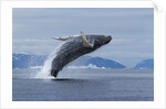 Humpback whale calf breach in Disko Bay in Greenland by Anonymous