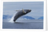 Humpback whale calf breach in Disko Bay in Greenland by Anonymous