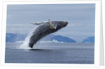Humpback whale calf breach in Disko Bay in Greenland by Anonymous