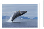 Humpback whale calf breach in Disko Bay in Greenland by Anonymous