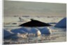 Humpback Whale in Disko Bay in Greenland by Anonymous