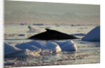 Humpback Whale in Disko Bay in Greenland by Anonymous