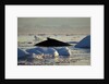 Humpback Whale in Disko Bay in Greenland by Anonymous