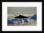 Humpback Whale in Disko Bay in Greenland by Anonymous