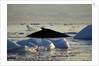 Humpback Whale in Disko Bay in Greenland by Anonymous