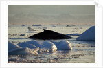 Humpback Whale in Disko Bay in Greenland by Anonymous