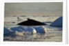 Humpback Whale in Disko Bay in Greenland by Anonymous