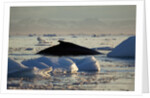 Humpback Whale in Disko Bay in Greenland by Anonymous