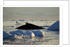 Humpback Whale in Disko Bay in Greenland by Anonymous