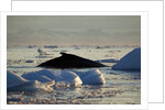 Humpback Whale in Disko Bay in Greenland by Anonymous