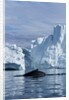 Humpback Whale in Disko Bay in Greenland by Anonymous