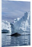 Humpback Whale in Disko Bay in Greenland by Anonymous