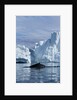 Humpback Whale in Disko Bay in Greenland by Anonymous
