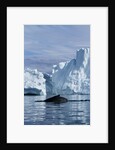 Humpback Whale in Disko Bay in Greenland by Anonymous
