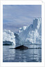 Humpback Whale in Disko Bay in Greenland by Anonymous