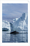 Humpback Whale in Disko Bay in Greenland by Anonymous