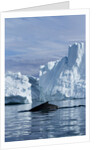 Humpback Whale in Disko Bay in Greenland by Anonymous
