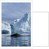 Humpback Whale in Disko Bay in Greenland by Anonymous