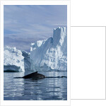 Humpback Whale in Disko Bay in Greenland by Anonymous