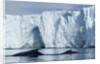 Humpback Whales in Disko Bay in Greenland by Anonymous