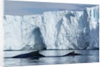 Humpback Whales in Disko Bay in Greenland by Anonymous