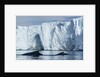 Humpback Whales in Disko Bay in Greenland by Anonymous