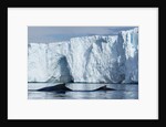 Humpback Whales in Disko Bay in Greenland by Anonymous