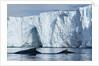 Humpback Whales in Disko Bay in Greenland by Anonymous