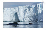Humpback Whales in Disko Bay in Greenland by Anonymous