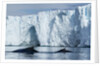 Humpback Whales in Disko Bay in Greenland by Anonymous