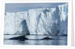 Humpback Whales in Disko Bay in Greenland by Anonymous