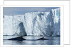 Humpback Whales in Disko Bay in Greenland by Anonymous