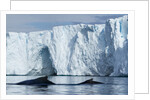 Humpback Whales in Disko Bay in Greenland by Anonymous