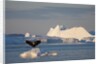 Humpback Whale in Disko Bay in Greenland by Anonymous