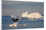 Humpback Whale in Disko Bay in Greenland by Anonymous