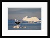 Humpback Whale in Disko Bay in Greenland by Anonymous