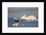 Humpback Whale in Disko Bay in Greenland by Anonymous
