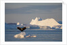 Humpback Whale in Disko Bay in Greenland by Anonymous
