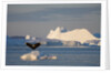 Humpback Whale in Disko Bay in Greenland by Anonymous