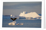 Humpback Whale in Disko Bay in Greenland by Anonymous