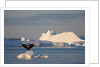 Humpback Whale in Disko Bay in Greenland by Anonymous