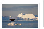 Humpback Whale in Disko Bay in Greenland by Anonymous
