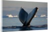 Humpback Whale in Disko Bay in Greenland by Anonymous