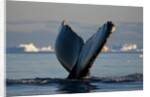 Humpback Whale in Disko Bay in Greenland by Anonymous
