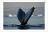 Humpback Whale in Disko Bay in Greenland by Anonymous