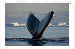 Humpback Whale in Disko Bay in Greenland by Anonymous