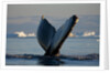 Humpback Whale in Disko Bay in Greenland by Anonymous
