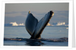 Humpback Whale in Disko Bay in Greenland by Anonymous