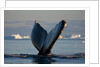 Humpback Whale in Disko Bay in Greenland by Anonymous