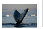Humpback Whale in Disko Bay in Greenland by Anonymous